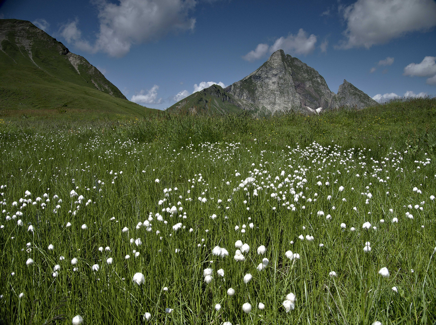 Wollgras und Höfats