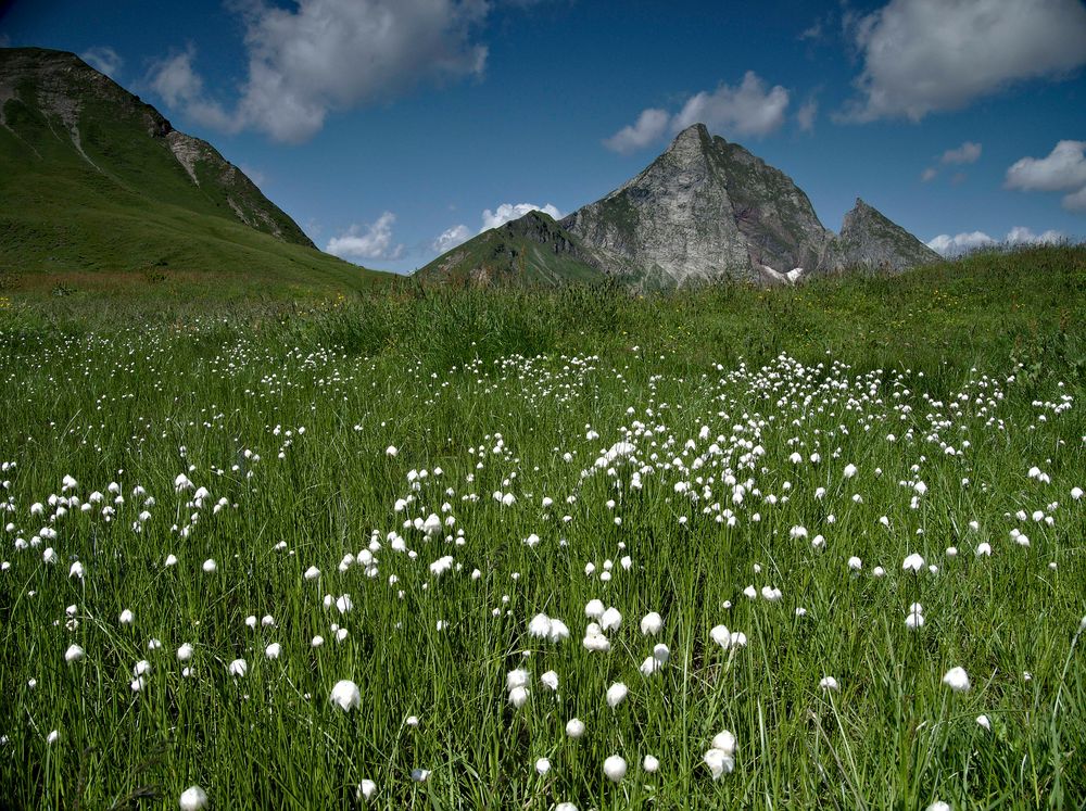 Wollgras und Höfats