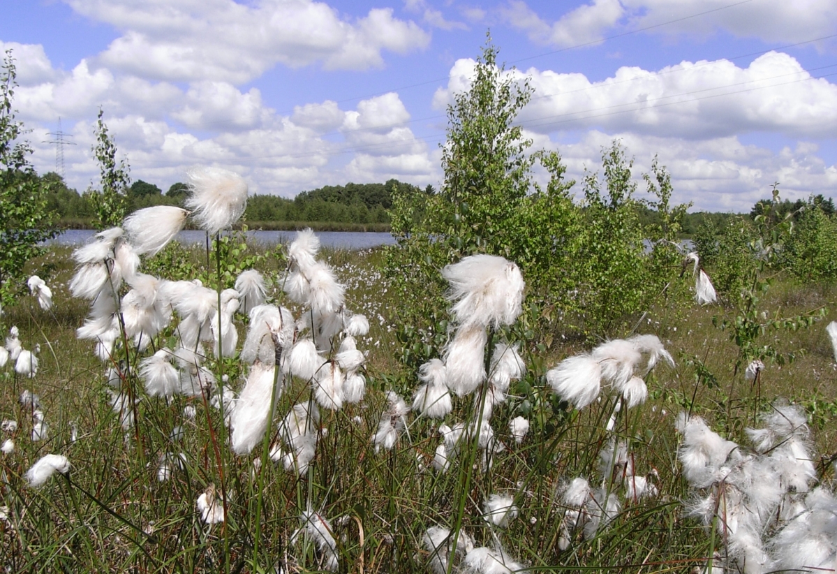 Wollgras und Wattewolken