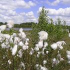 Wollgras und Wattewolken