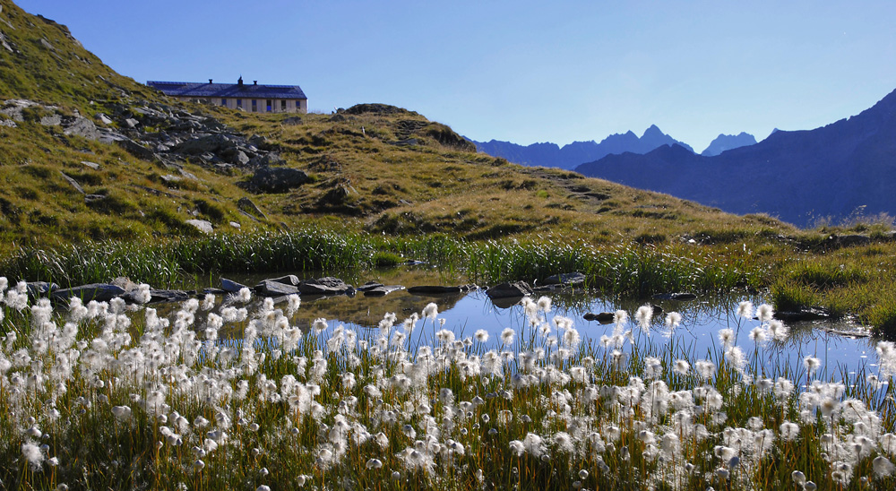 Wollgras vor der Hütte