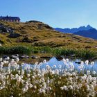 Wollgras vor der Hütte