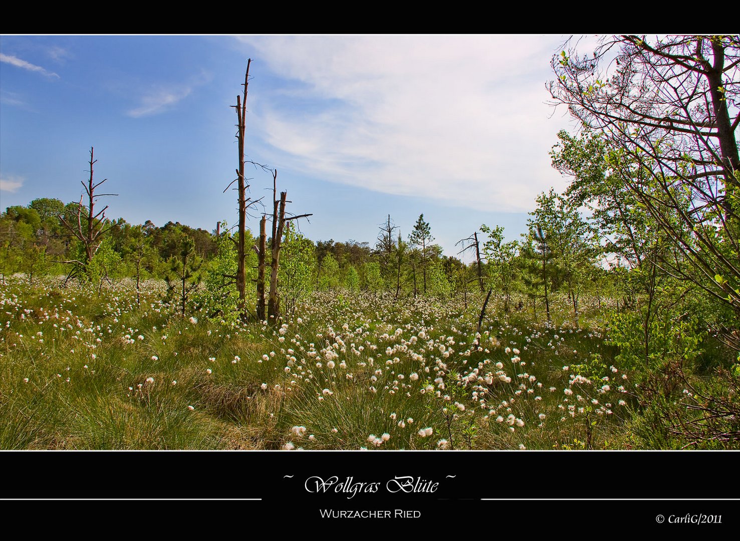 Wollgras… Wurzacher Ried