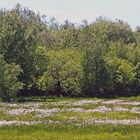 Wollgrasbestände ganz oben im Osterzgebirge im Rum Zinnwald...