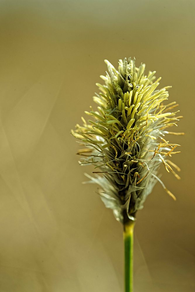 Wollgrasblüte