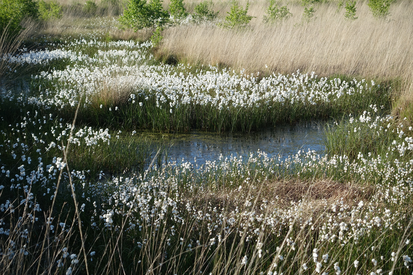 Wollgrasblüte