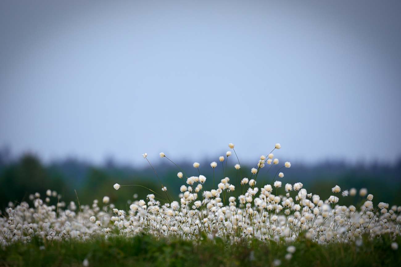 Wollgrasblüte