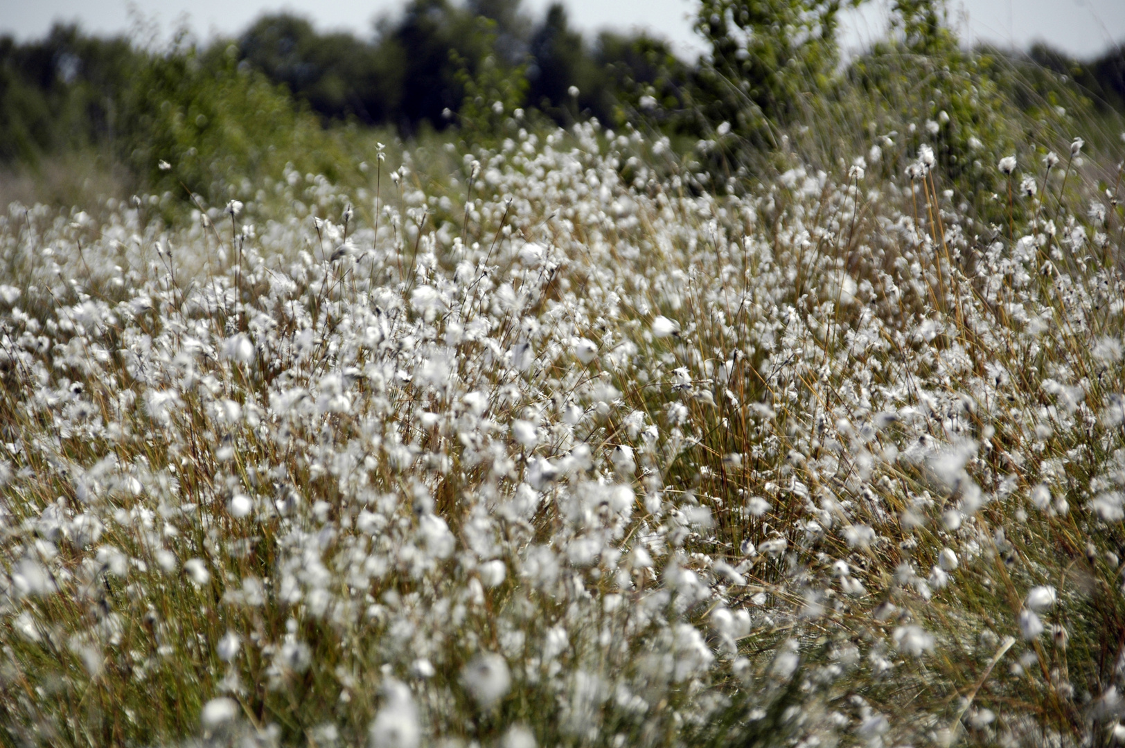 Wollgrasblüte