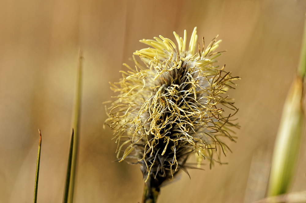 Wollgrasblüte