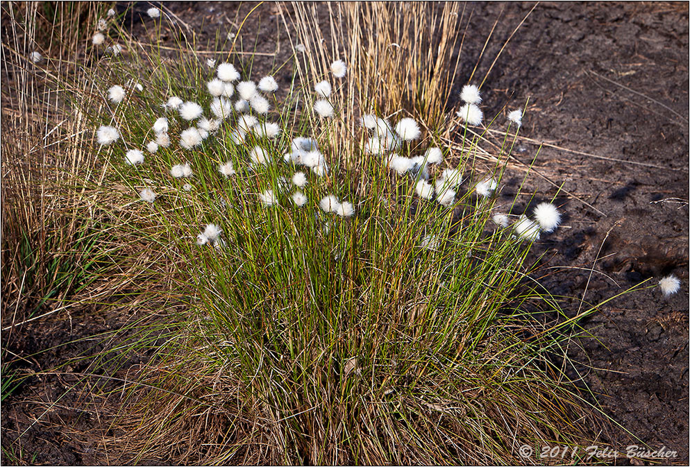 Wollgrasblüte bei uns im Moor