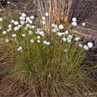 Wollgrasblüte bei uns im Moor