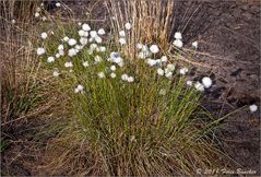 Wollgrasblüte bei uns im Moor