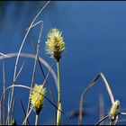 Wollgrasblüte