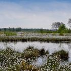 Wollgrasblüte im Goldenstedter Moor