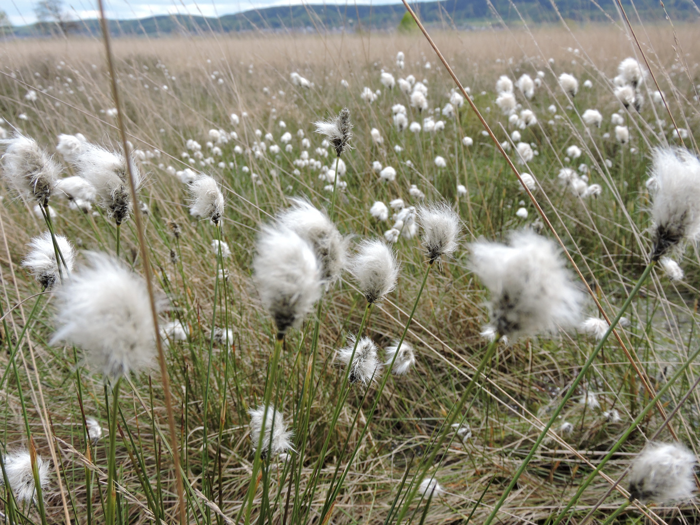 Wollgrasblüte im Großen Torfmoor bei Hille