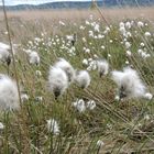 Wollgrasblüte im Großen Torfmoor bei Hille