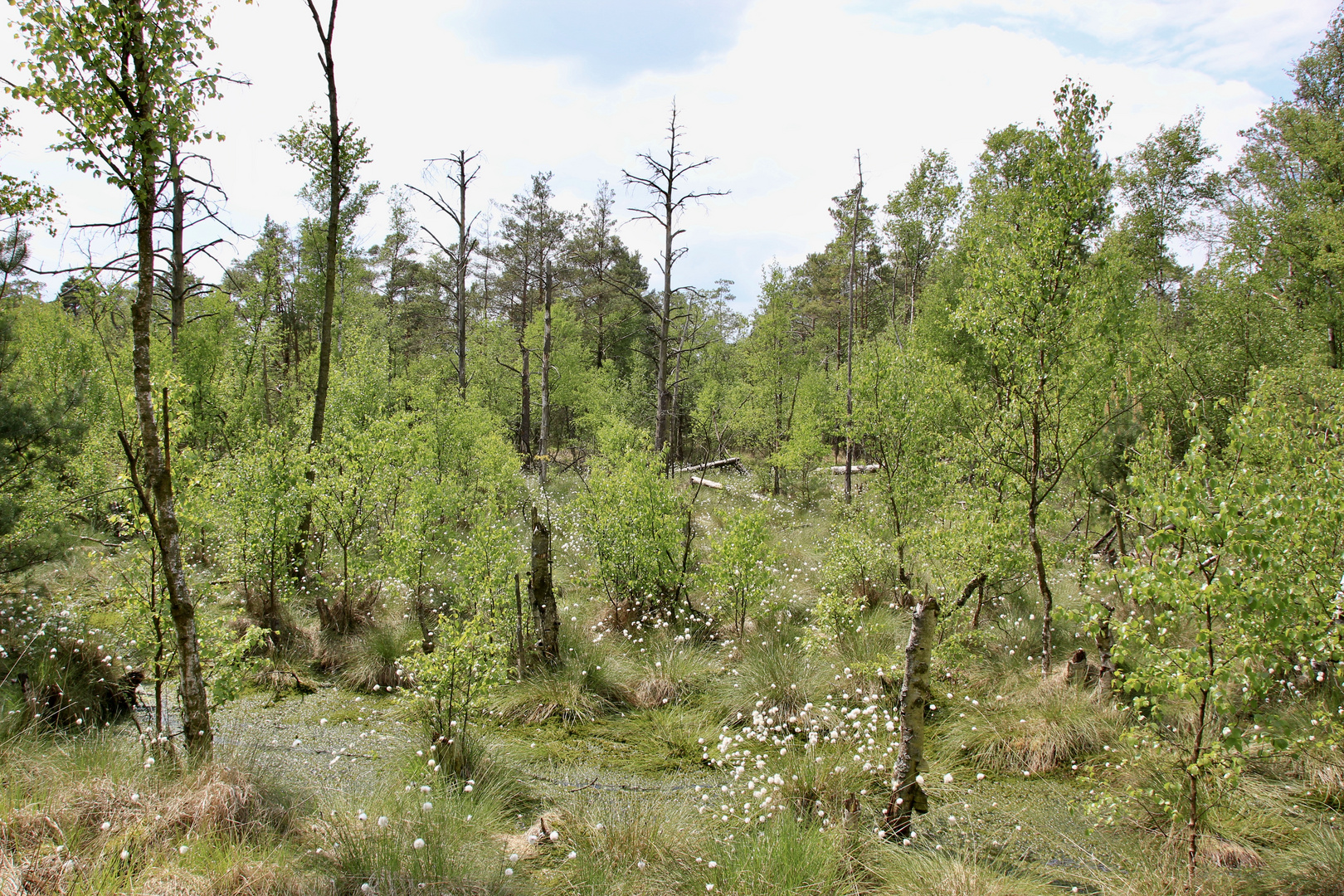 Wollgrasblüte im Moor