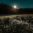 Wollgrasblüte im Moor bei Vollmondlicht