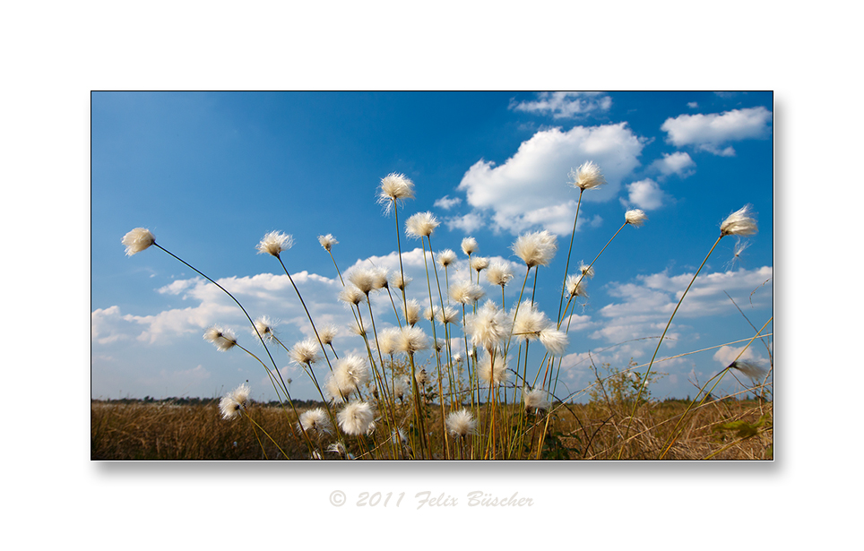 Wollgrasblüte im Moor