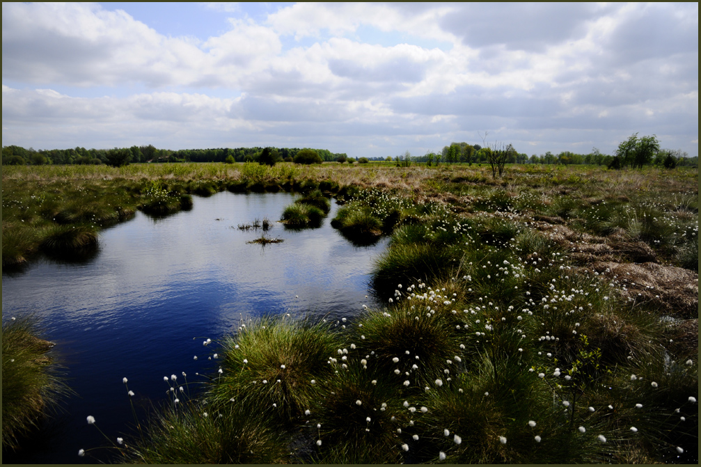 " Wollgrasblüte im Oppenweher Moor " Nr . 1