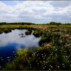 " Wollgrasblüte im Oppenweher Moor " Nr . 1