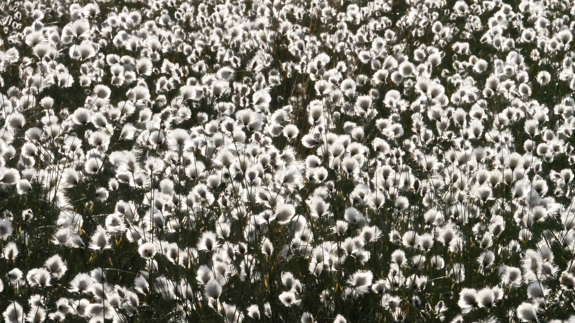 Wollgrasblüte im Pietzmoor 1