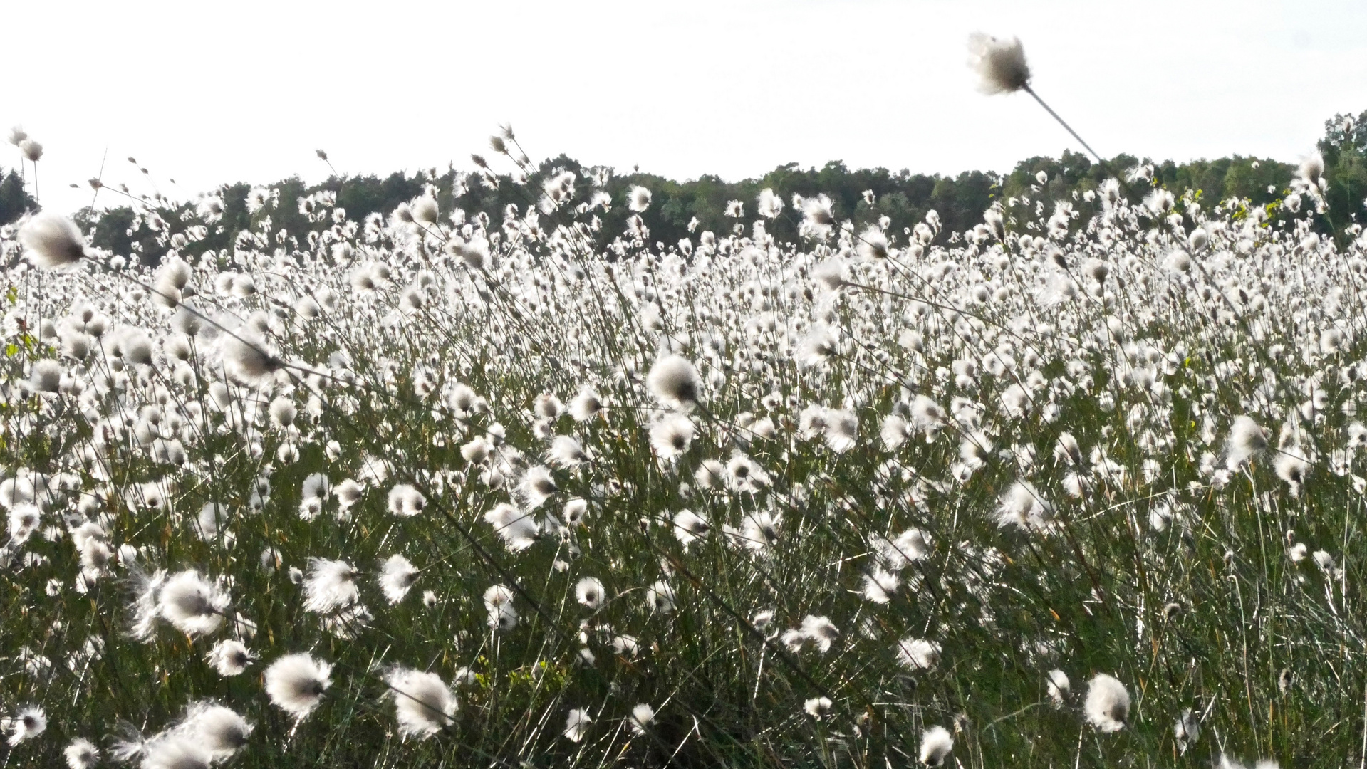 Wollgrasblüte im Pietzmoor 2