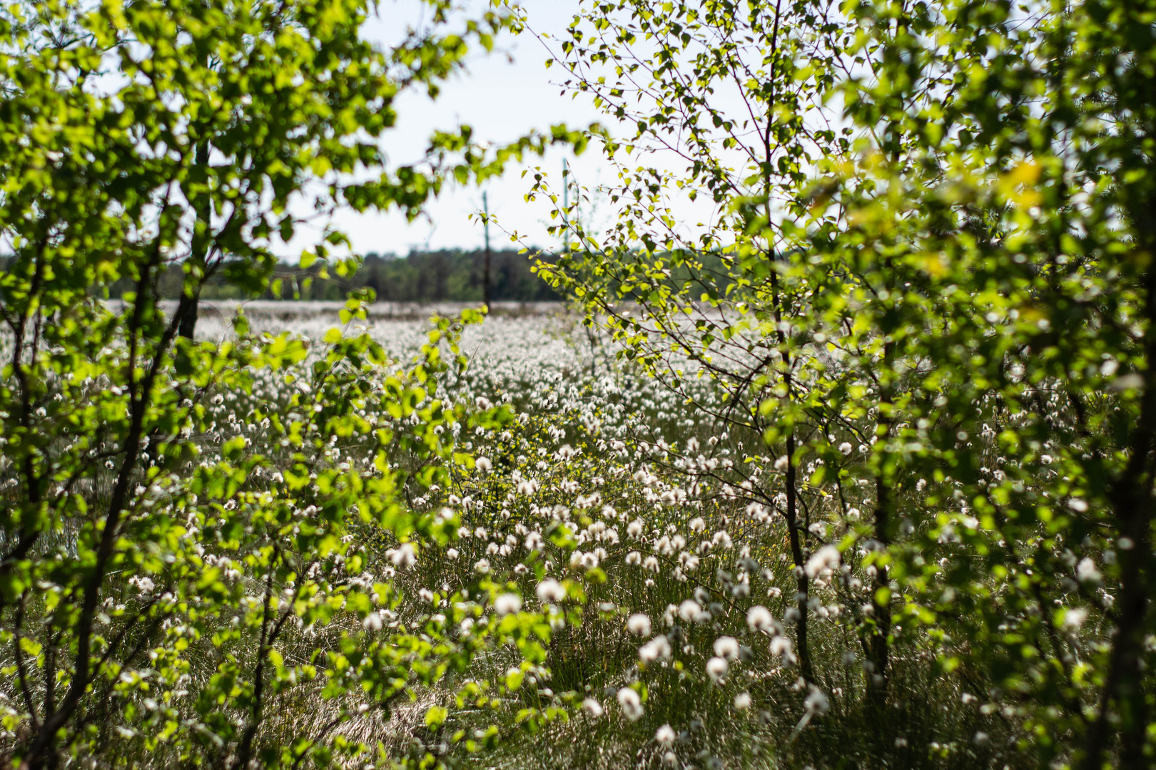 Wollgrasblüte im Pietzmoor