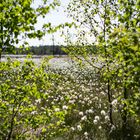 Wollgrasblüte im Pietzmoor