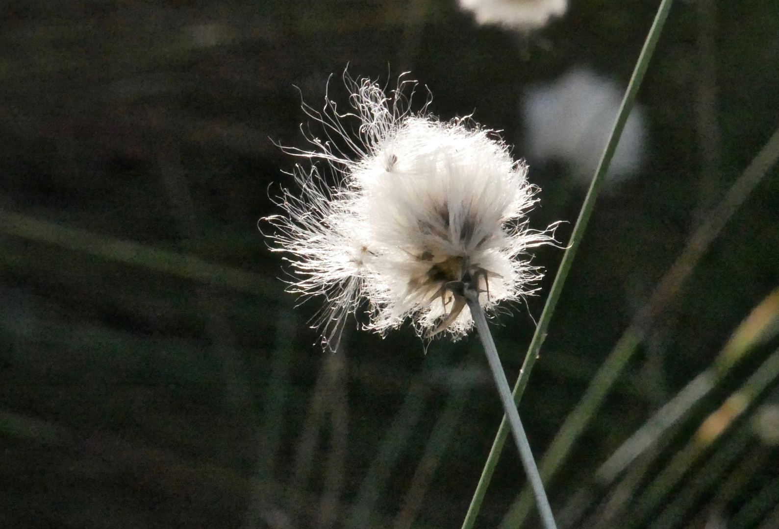 Wollgrasblüte im Pietzmoor 3