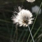 Wollgrasblüte im Pietzmoor 3