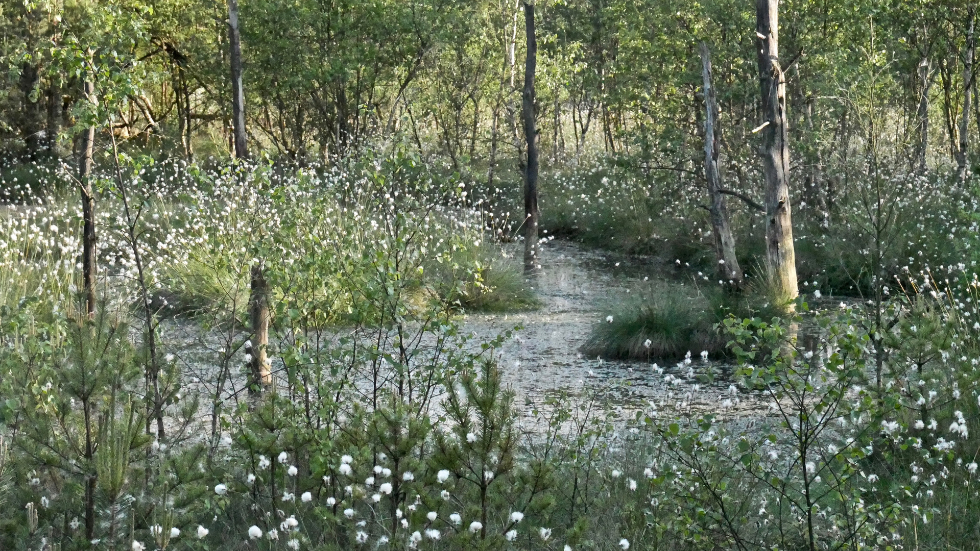 Wollgrasblüte im Pietzmoor 4