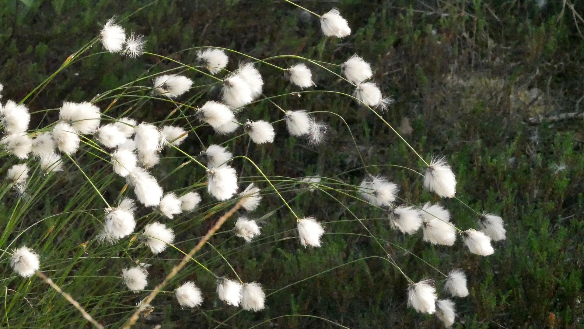 Wollgrasblüte im Pietzmoor 5