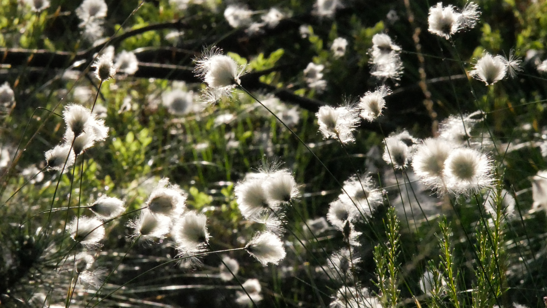 Wollgrasblüte im Pietzmoor 6