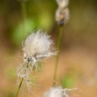 Wollgrasblüte im Pietzmoor