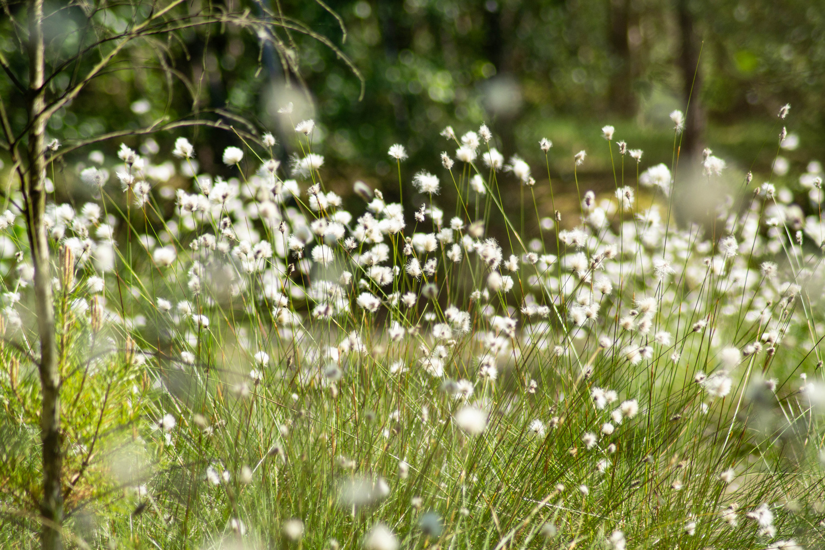 Wollgrasblüte im Pietzmoor