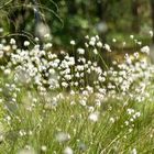 Wollgrasblüte im Pietzmoor