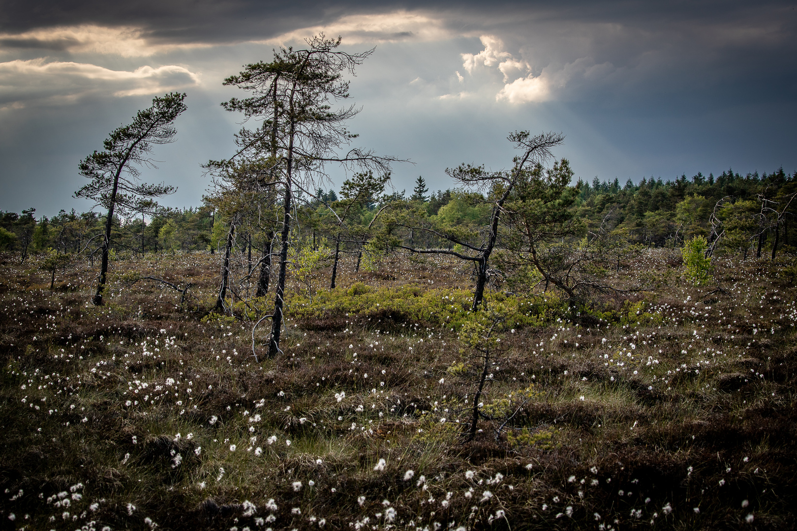 Wollgrasblüte im Schwarzen Moor