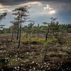 Wollgrasblüte im Schwarzen Moor