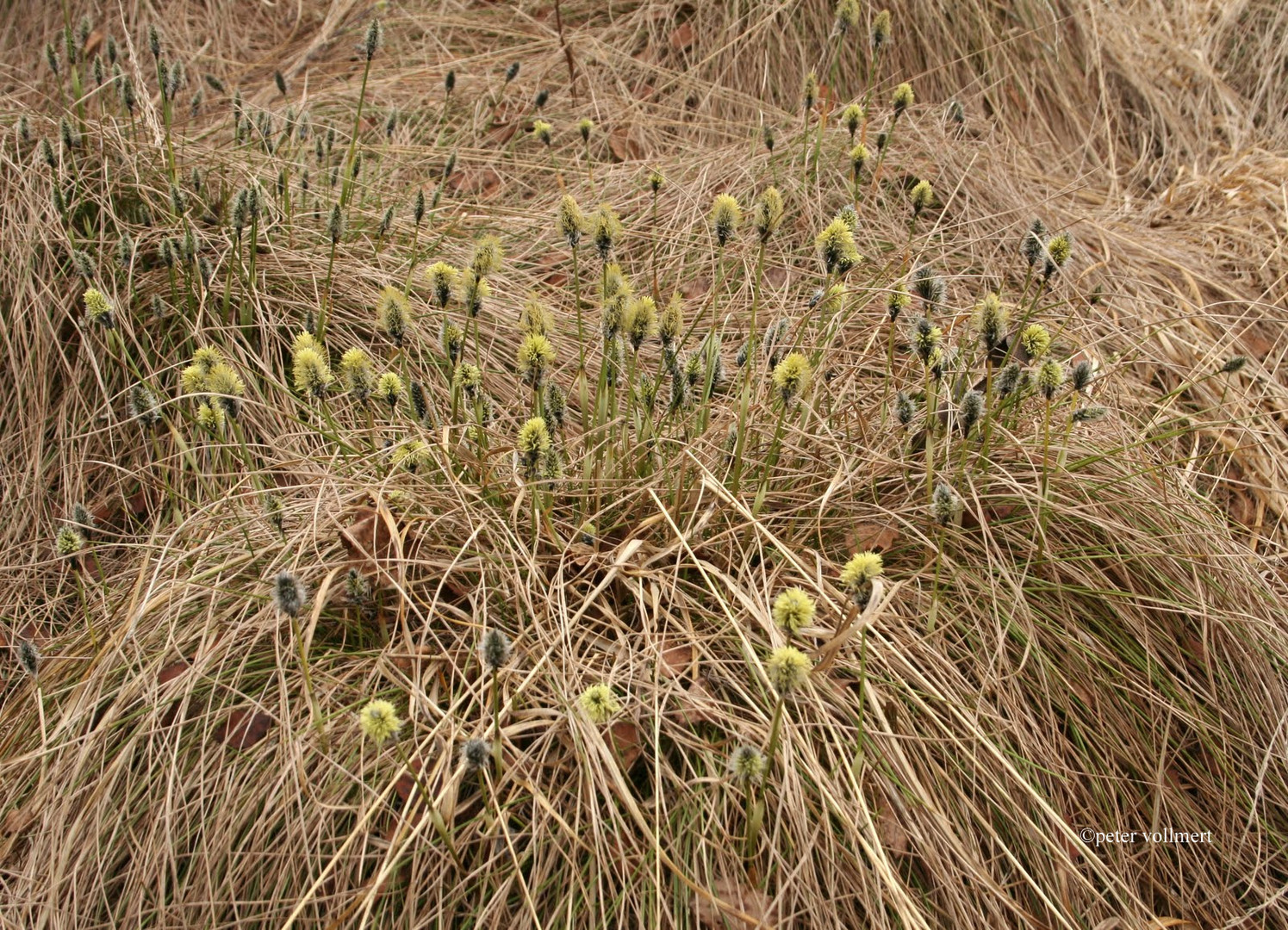 Wollgrasblüte im Schwarzen Morr auf der Rhön