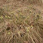 Wollgrasblüte im Schwarzen Morr auf der Rhön