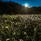 Wollgrasblüte im Teufelsmoor bei Vollmond