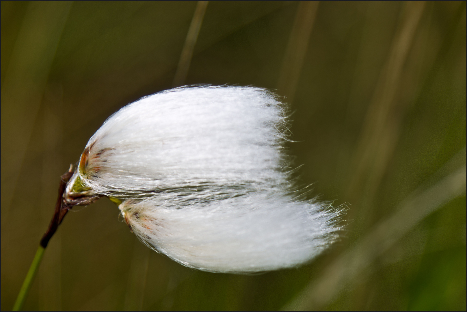 Wollgrasblüte im Wind