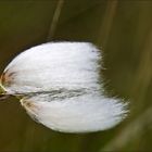 Wollgrasblüte im Wind