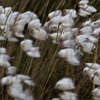 Wollgrasblüten in Gesellschaft