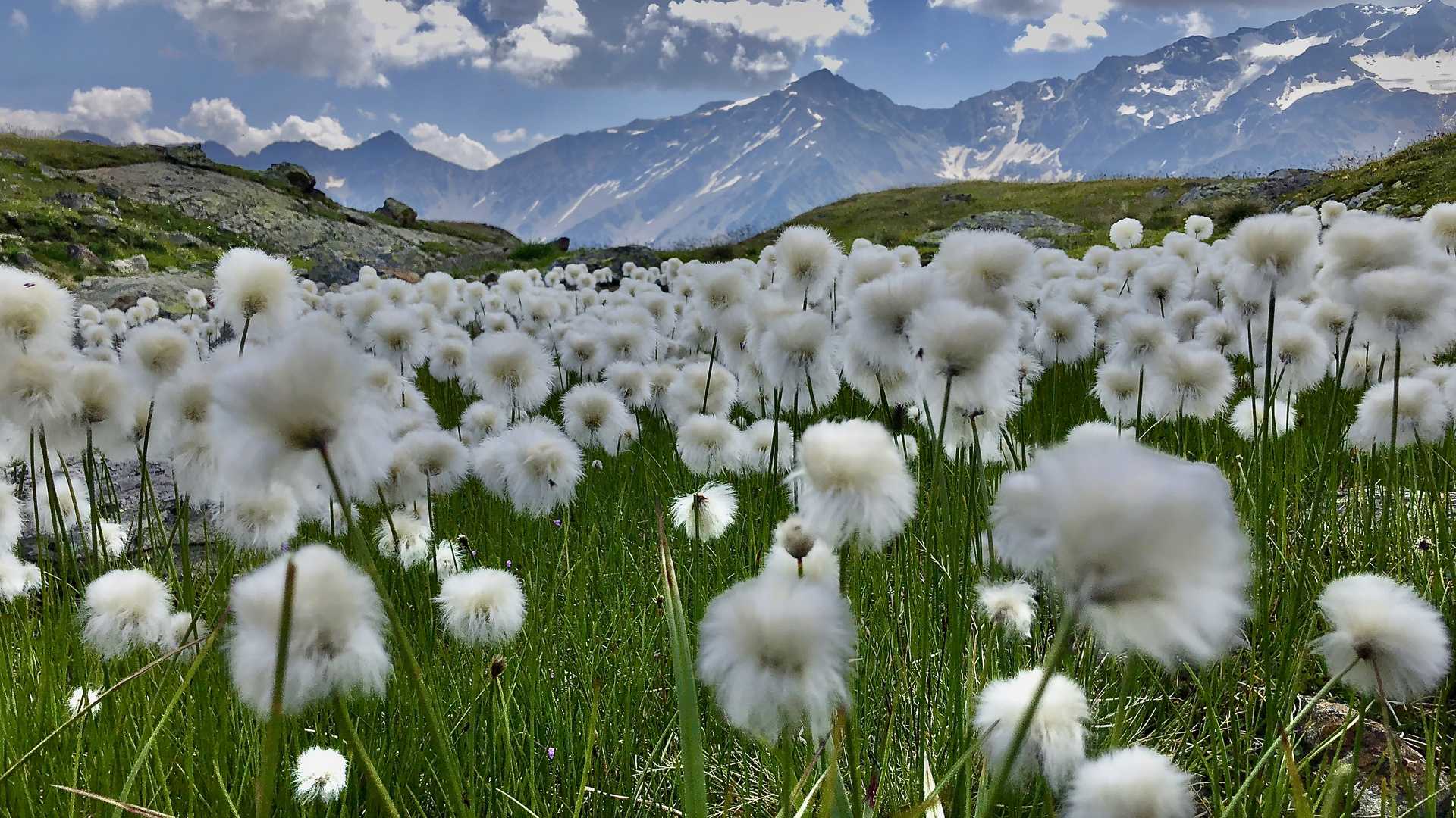 Wollgrasfeld Sölden