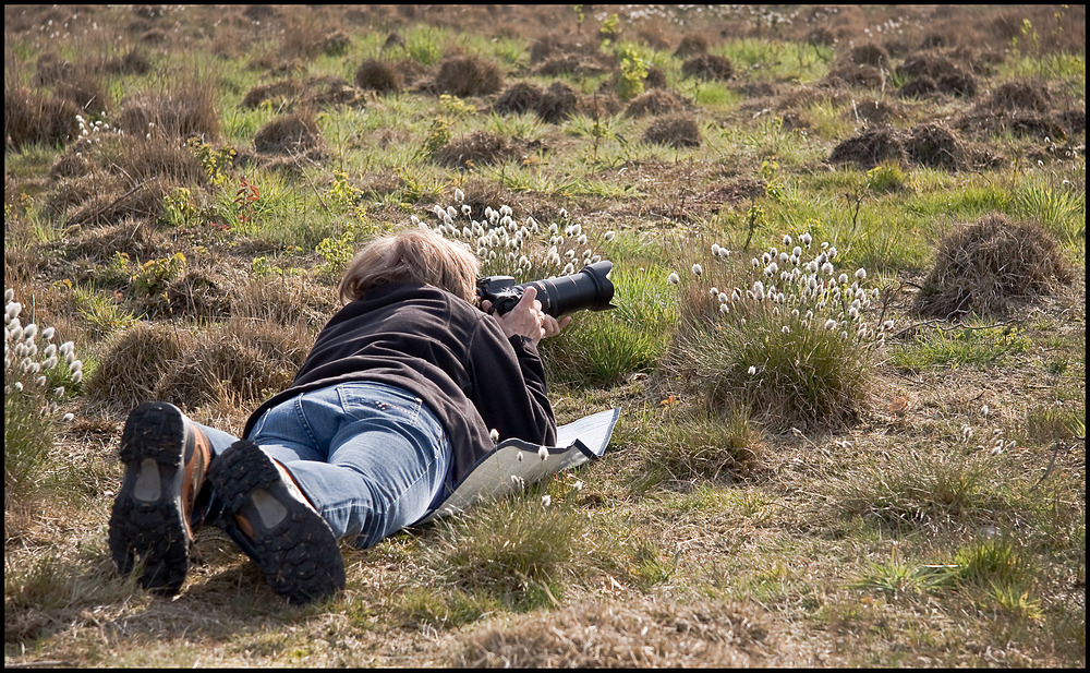 Wollgrasfotografin