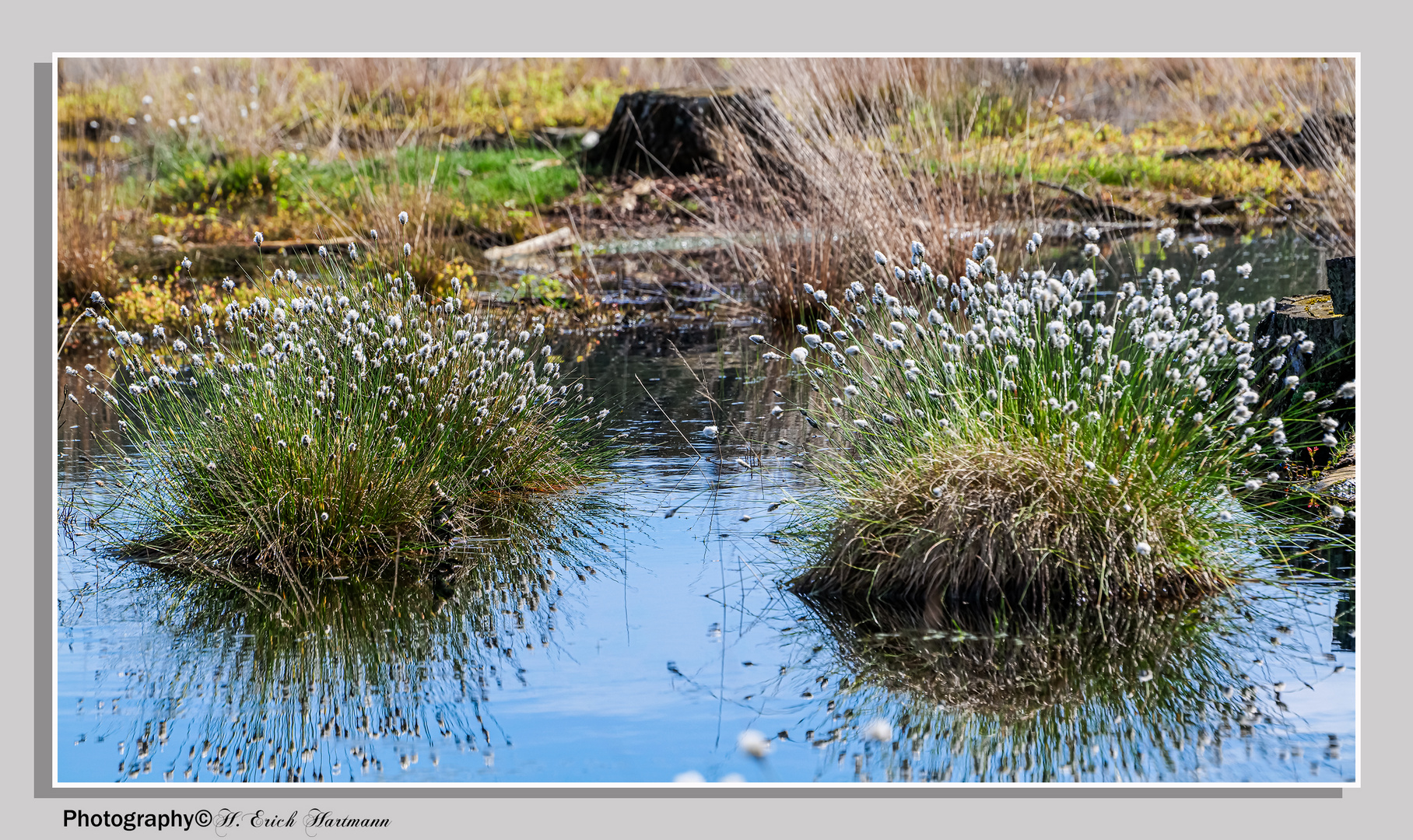 Wollgrass