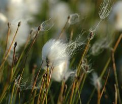 Wollgrass in Island