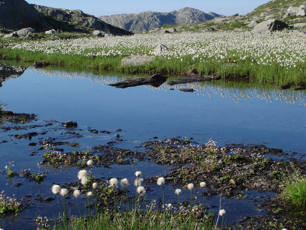 Wollgrasteppich im Umfeld des Schiefersees